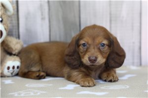 Kaleb - Dachshund, Tweenie for sale
