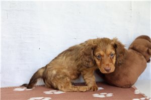 Mack - Dachshund, Tweenie for sale