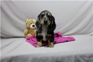 Laura - puppy for sale