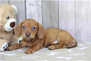 Kenneth - Tweenie Dachshund for sale