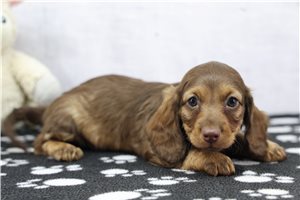 Easton - Dachshund, Tweenie for sale