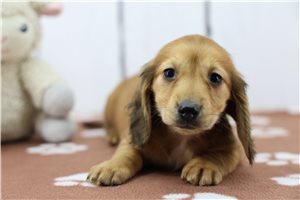 Felicity - Dachshund, Tweenie for sale