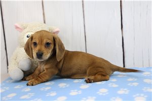 Sullivan - Dachshund, Tweenie for sale