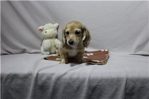 Lavender - puppy for sale