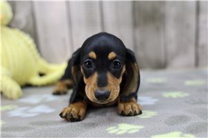 Zena - Dachshund, Tweenie for sale