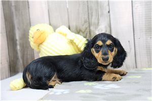 Zinnia - puppy for sale