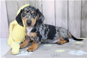 Kole - Dachshund, Tweenie for sale