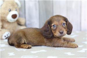 Klaus - Dachshund, Tweenie for sale