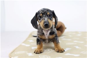 Kole - Dachshund, Tweenie for sale