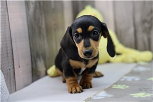 Zachariah - puppy for sale