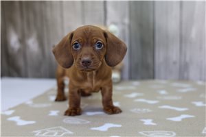 Koen - Tweenie Dachshund for sale