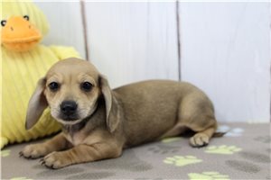 Sutton - Dachshund, Tweenie for sale