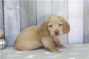 Kurtis - Tweenie Dachshund for sale