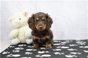 Everleigh - Dachshund, Tweenie for sale
