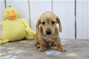 Shiloh - Tweenie Dachshund for sale