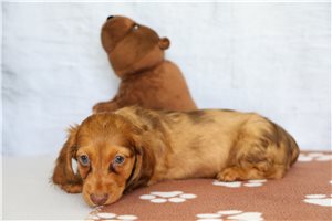 Max - Tweenie Dachshund for sale