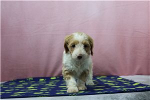 Ava - Doxiepoo for sale