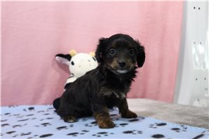 Aria - Doxiepoo for sale