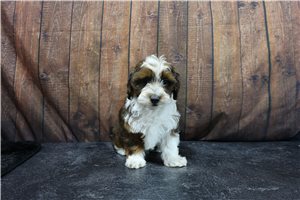Alexander - Doxiepoo for sale
