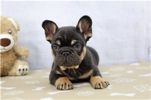 Franklin - French Bulldog for sale