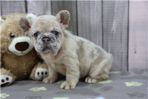 Flora - puppy for sale