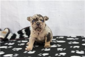 Apple - puppy for sale