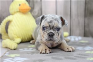 Ashlee - French Bulldog for sale
