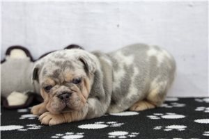 Ashlee - puppy for sale