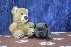 Stewart - French Bulldog for sale
