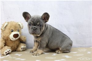Faye - puppy for sale