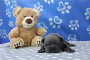 Brosnan - French Bulldog for sale