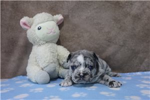 Jag - French Bulldog for sale