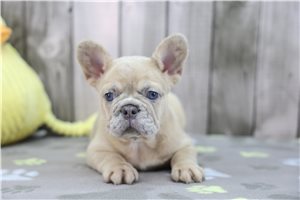 Alea - French Bulldog for sale