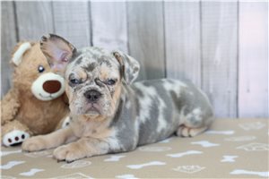 Ashlee - French Bulldog for sale