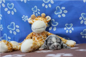 Jag - French Bulldog for sale
