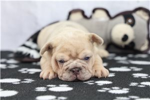 Alea - French Bulldog for sale