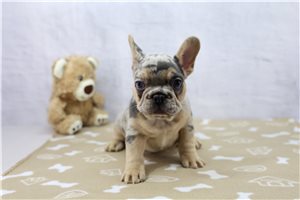 Smiley - French Bulldog for sale