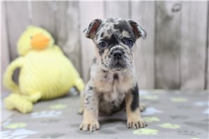 Apple - French Bulldog for sale