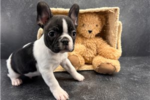 Bruce - Frenchton for sale