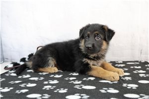 Ellie - puppy for sale