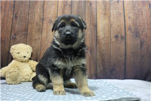 Alara - German Shepherd for sale