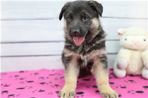 Celine - puppy for sale
