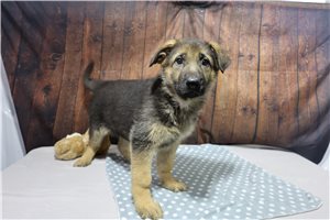 Amelia - puppy for sale