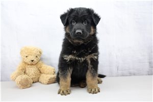 Tyson - German Shepherd for sale