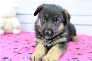 Clover - puppy for sale