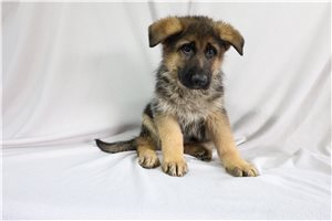 Phoenix - German Shepherd for sale