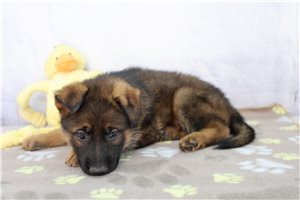 Enzo - puppy for sale