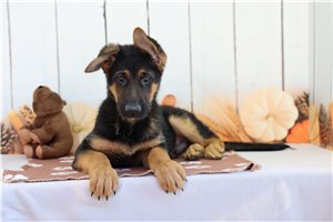 Emmitt - German Shepherd for sale