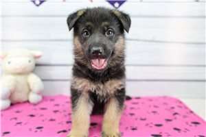 Chase - puppy for sale