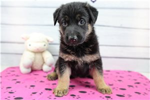Cinnamon - German Shepherd for sale